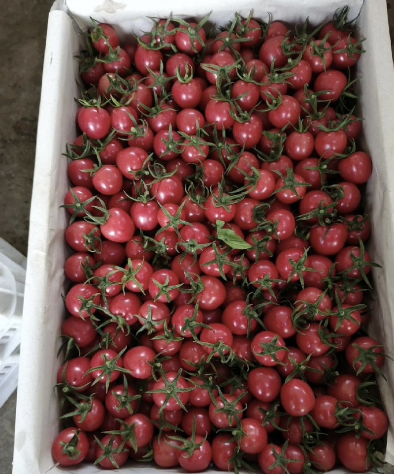 精品圣女果提供分拣原产地种植日产1-3万保质保量