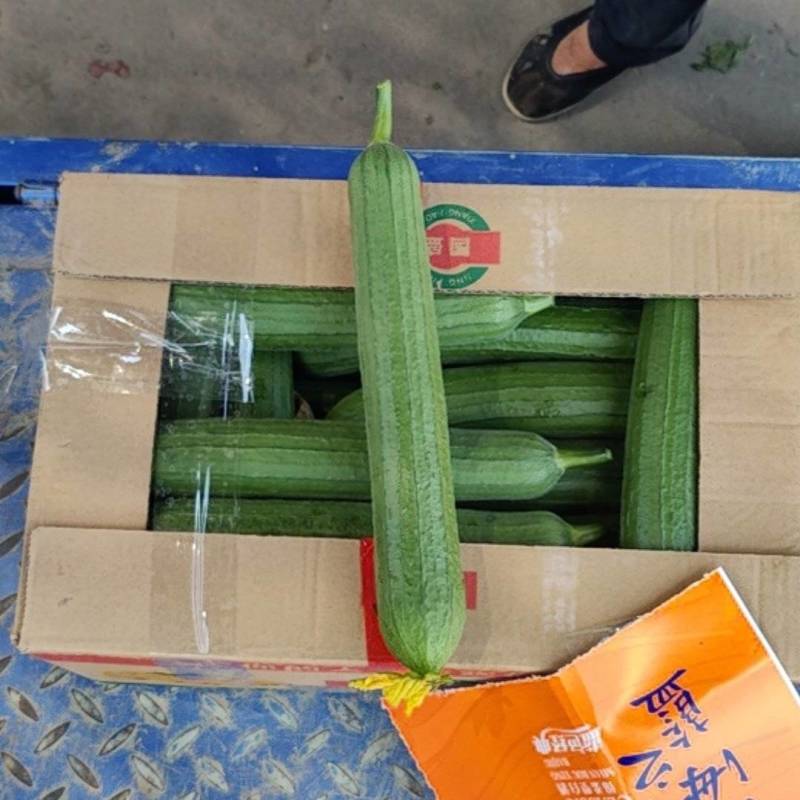 本地精品油皮丝瓜