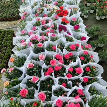 康乃馨基地直供，母亲节康乃馨，盆栽花康乃馨基地