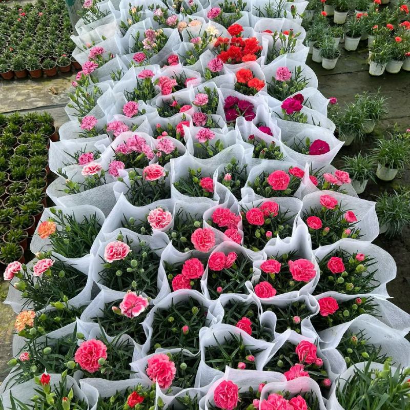 康乃馨基地直供，母亲节康乃馨，盆栽花康乃馨基地