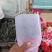 康乃馨基地直供，母亲节康乃馨，盆栽花康乃馨基地