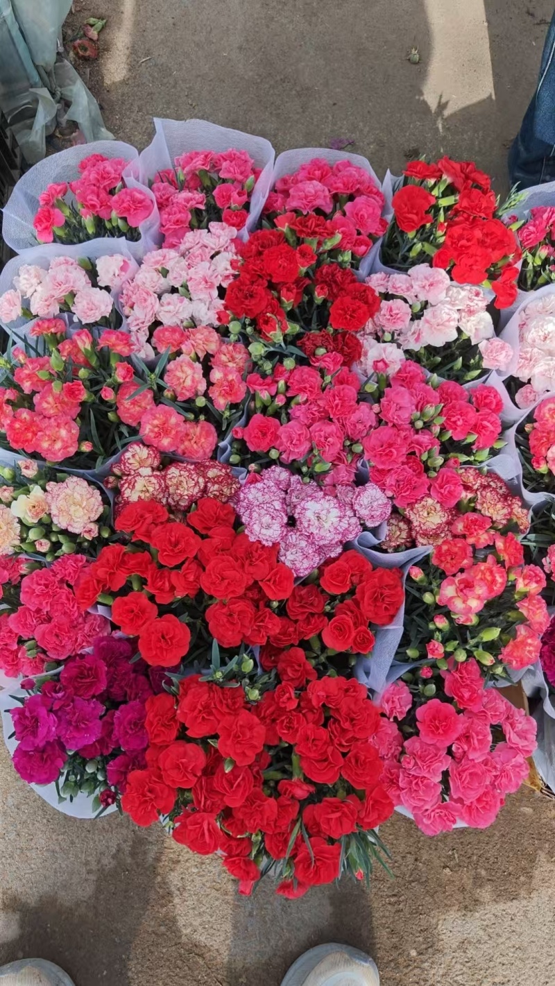 康乃馨基地直供，母亲节康乃馨，盆栽花康乃馨基地