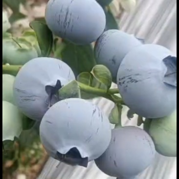 大棚蓝莓大量上市