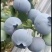 大棚蓝莓大量上市