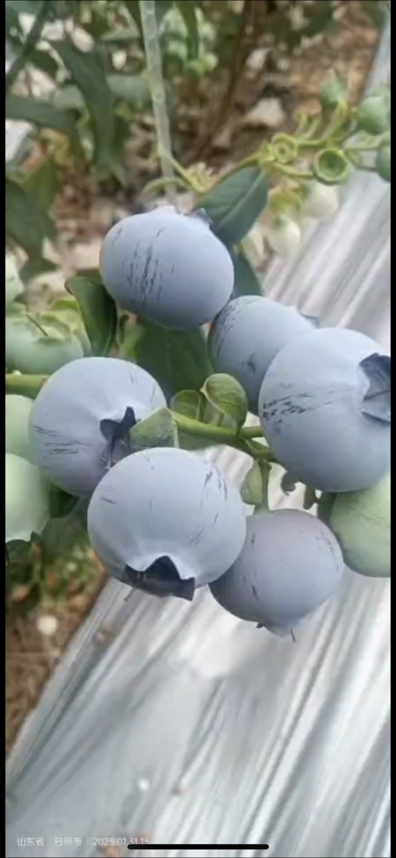 大棚蓝莓大量上市
