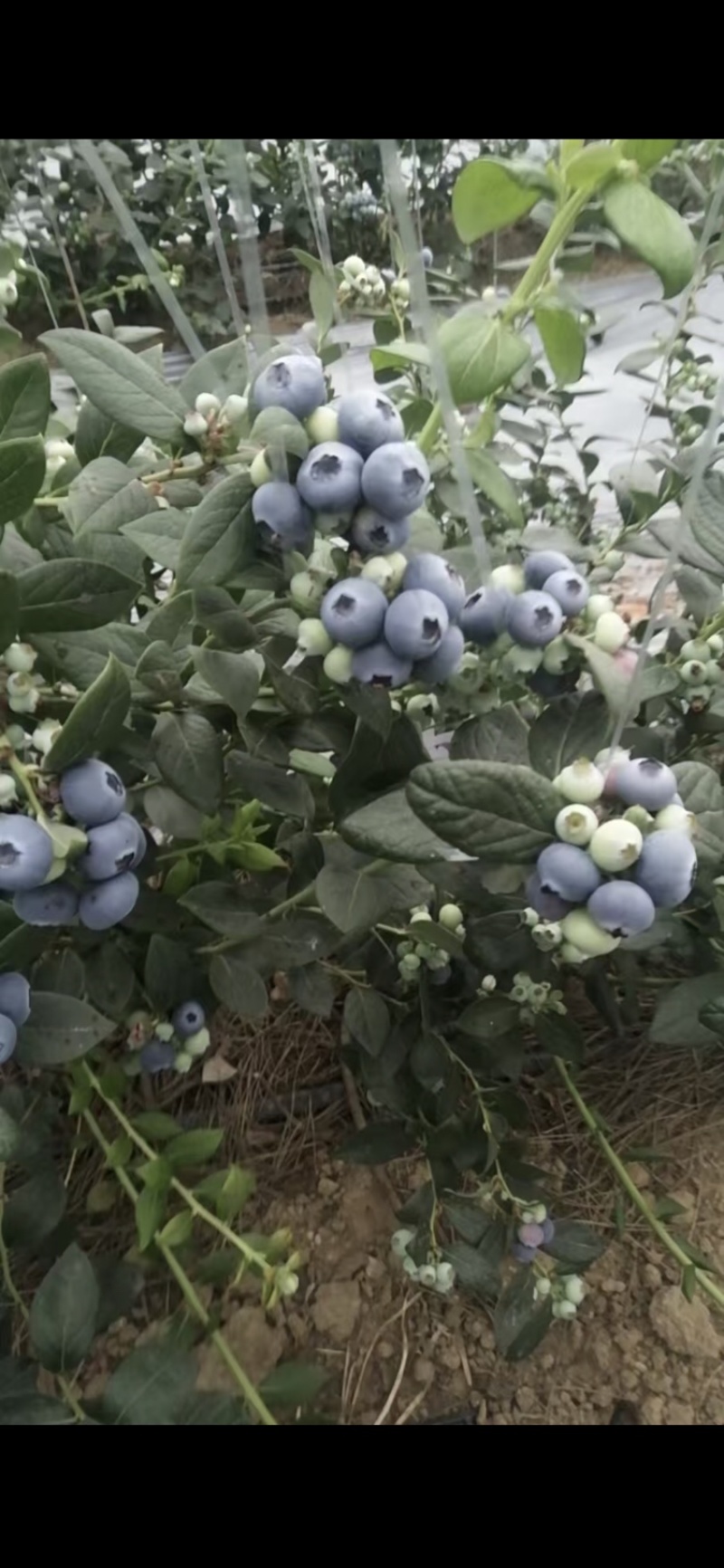 大棚蓝莓大量上市
