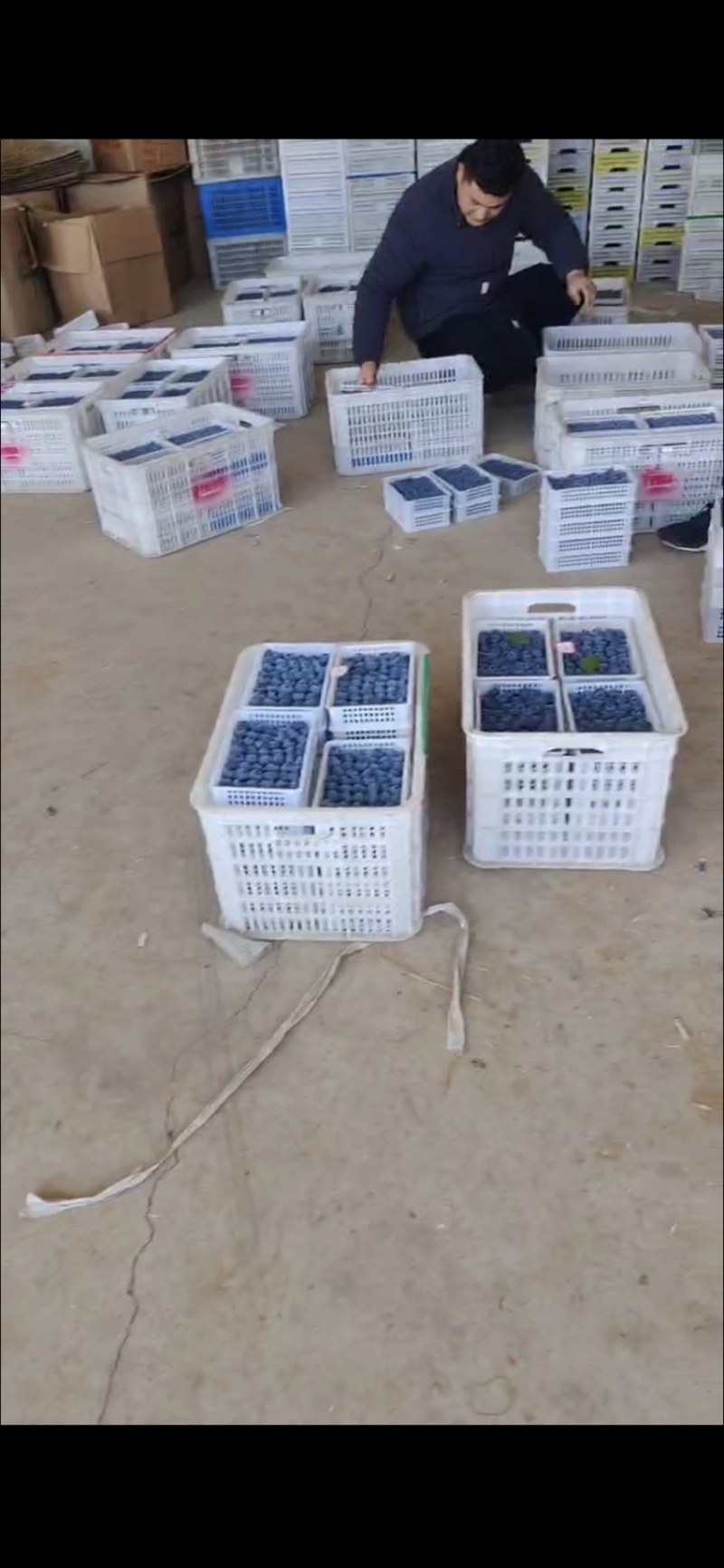 大棚蓝莓大量上市