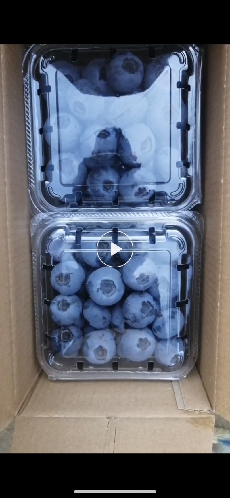 大棚蓝莓大量上市