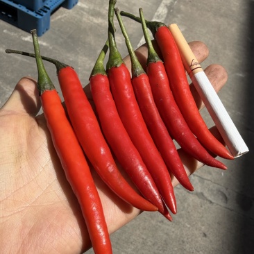 小米辣青小米