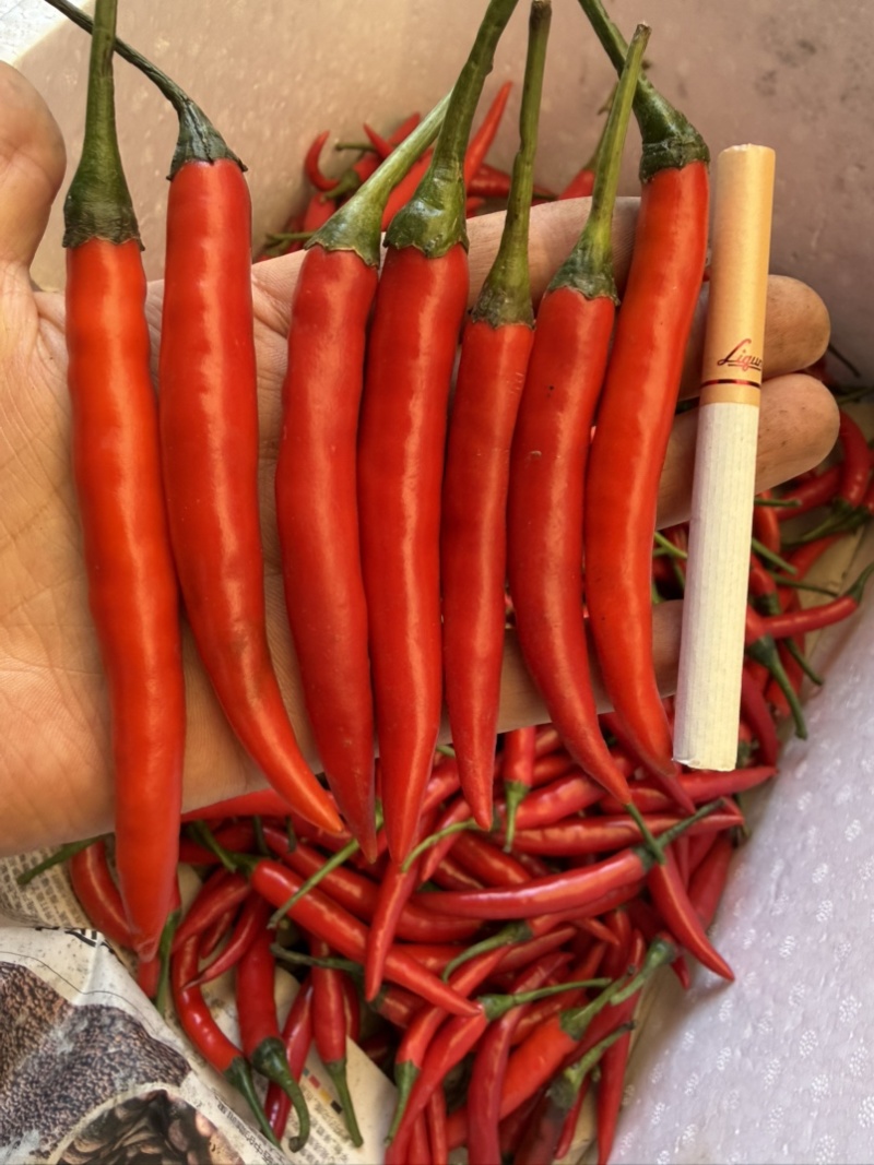 小米辣青小米