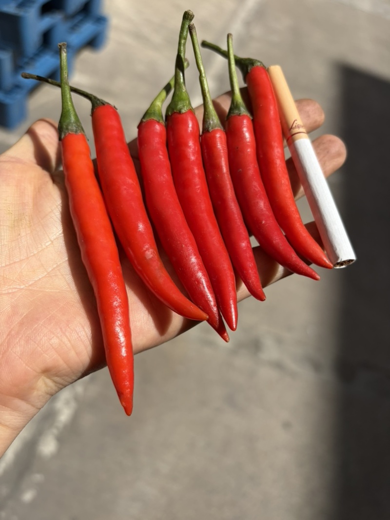 小米辣青小米