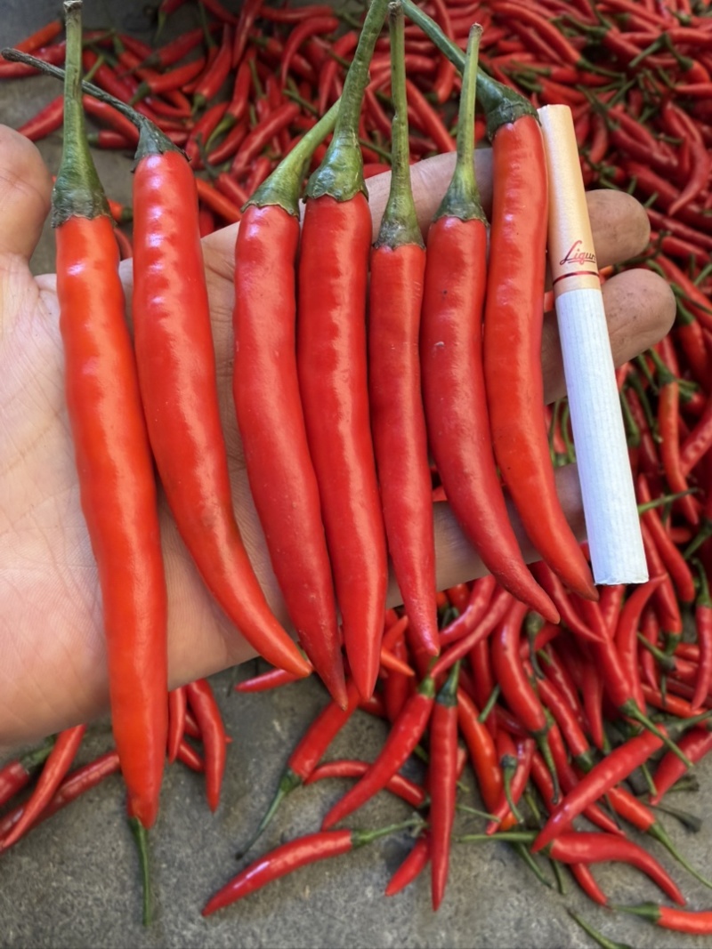 小米辣青小米