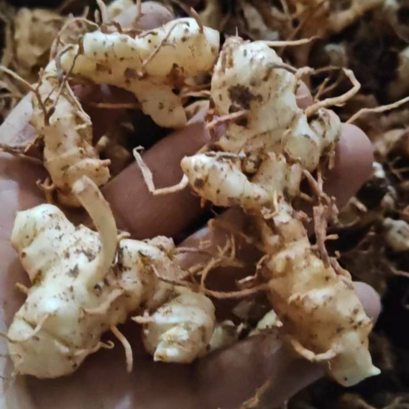 黄精苗