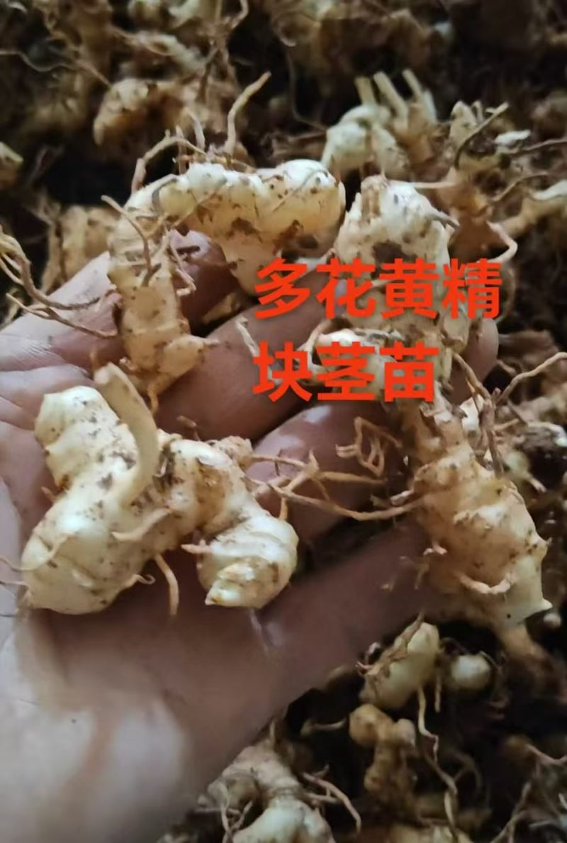 黄精苗