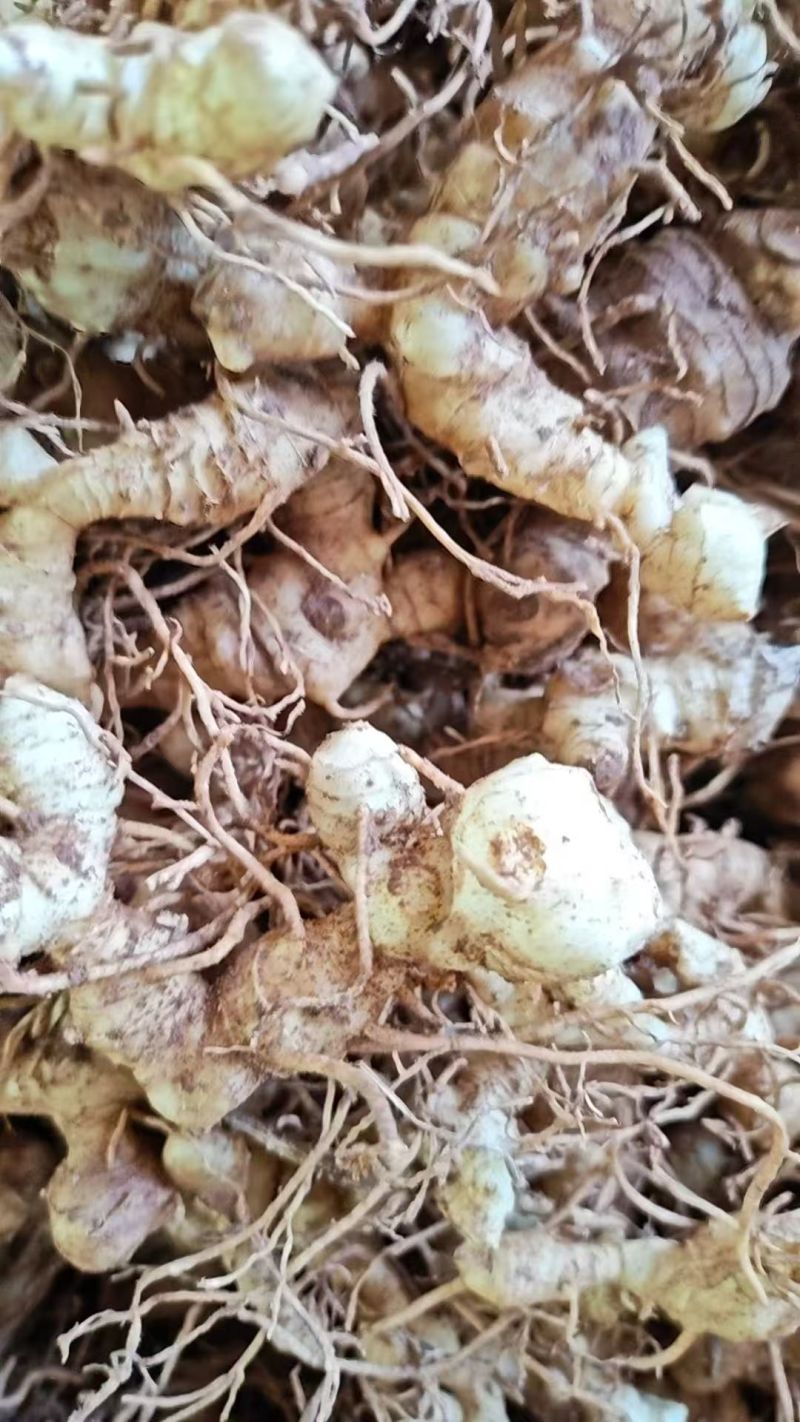 黄精苗