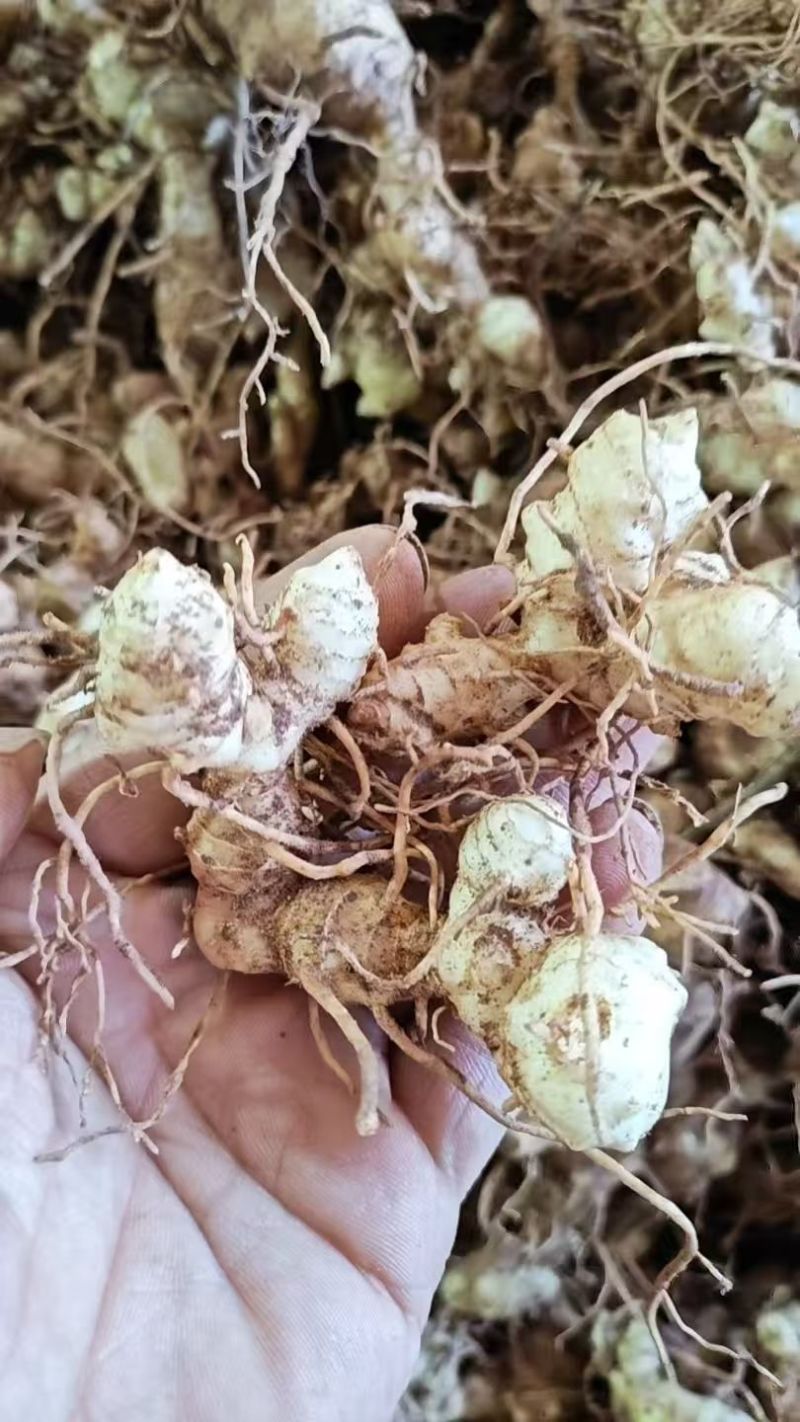 黄精苗