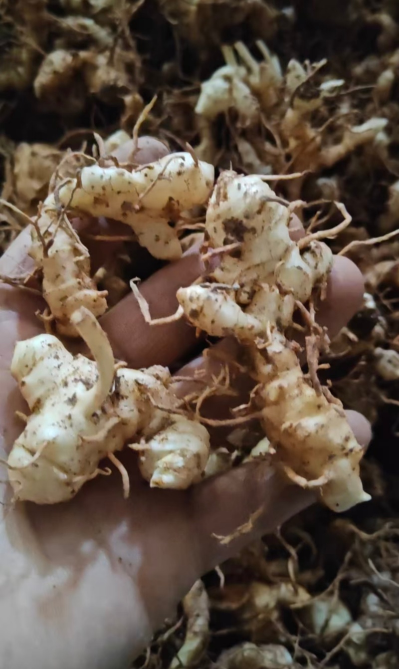 黄精苗