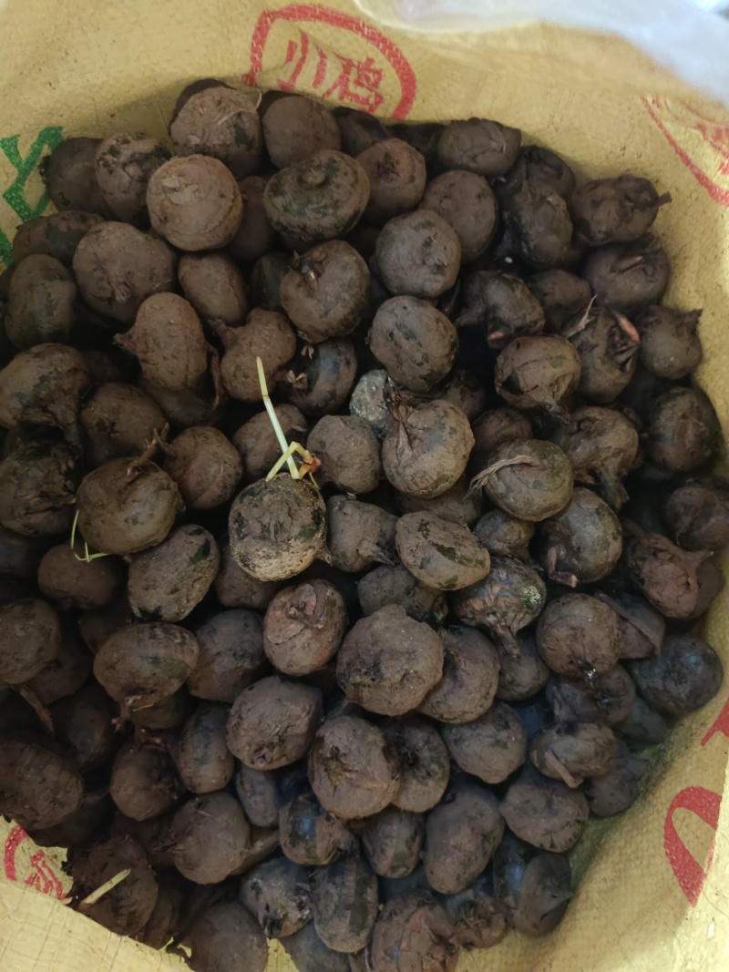 荔浦马蹄，个大，水分足，可挑可选，预估有8000斤，带价