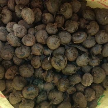 荔浦马蹄，个大，水分足，可挑可选，预估有8000斤，带价