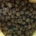 荔浦马蹄，个大，水分足，可挑可选，预估有8000斤，带价