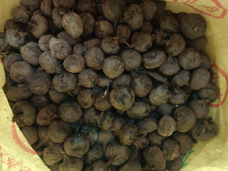 荔浦马蹄，个大，水分足，可挑可选，预估有8000斤，带价