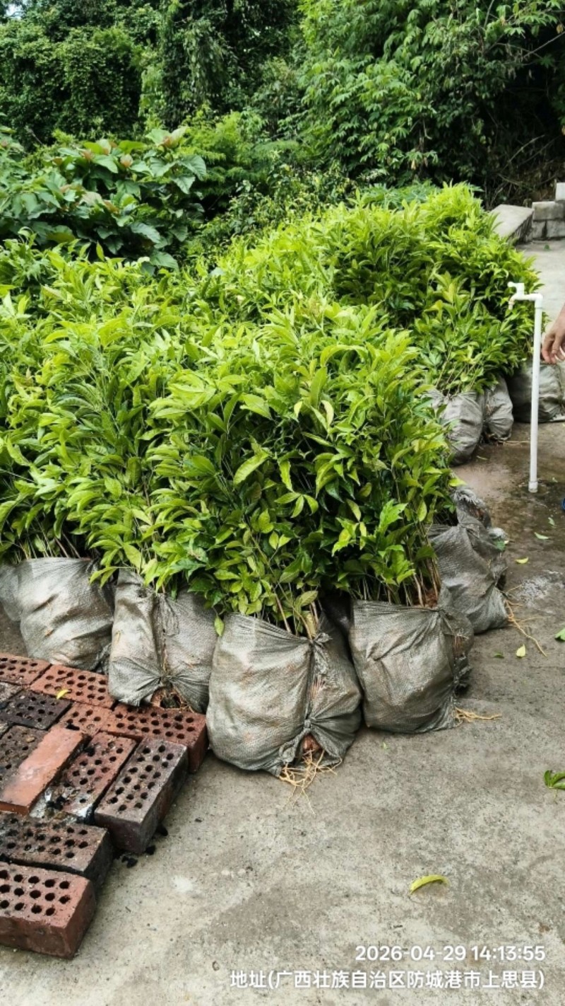 广西钦州灵山县直发三叉苦苗三丫苦杯苗广西批发可发全国