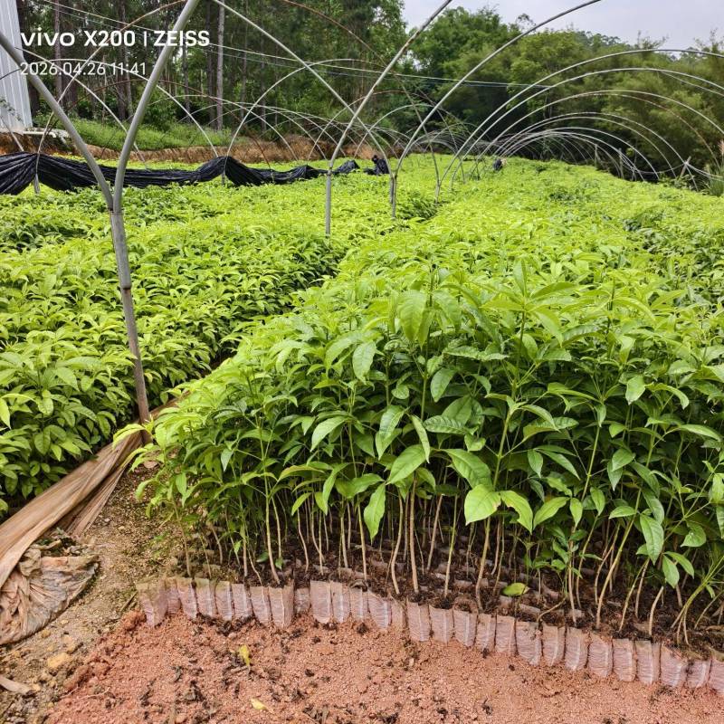 广西钦州灵山县直发三叉苦苗三丫苦杯苗广西批发可发全国