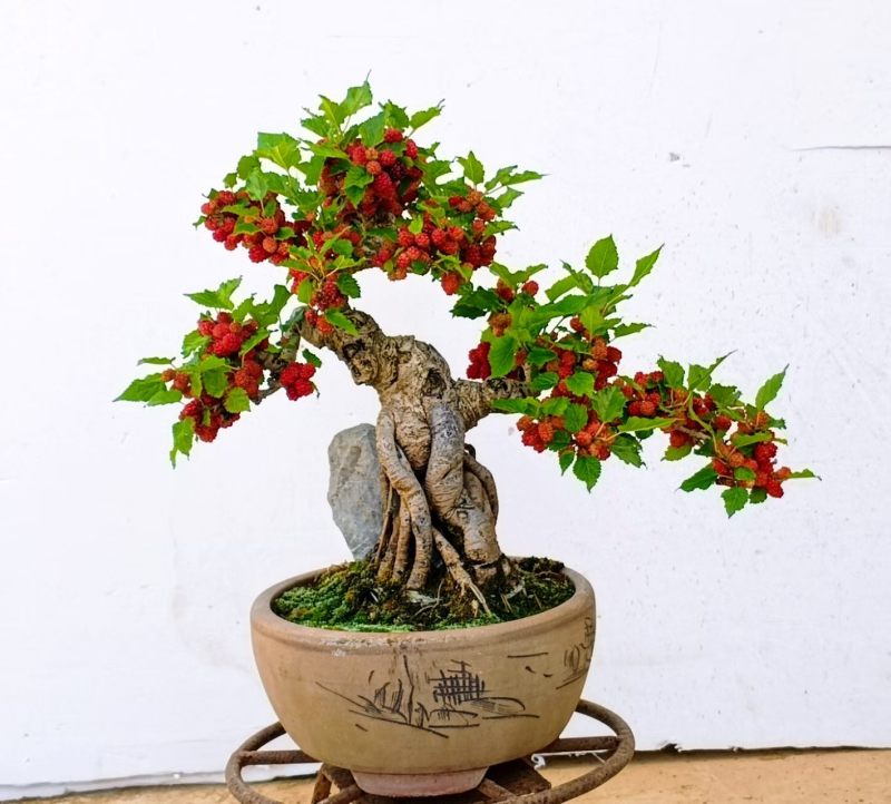 果桑造型