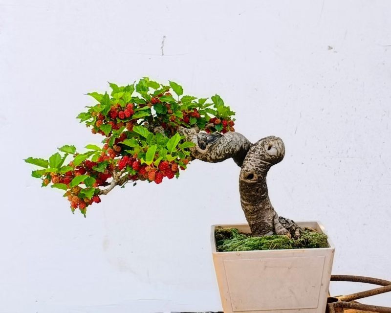 果桑造型