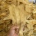 对咳咳比较好对标蜘蛛胶竹叶胶原装老货