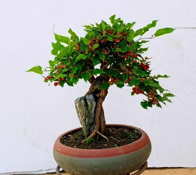 果桑造型