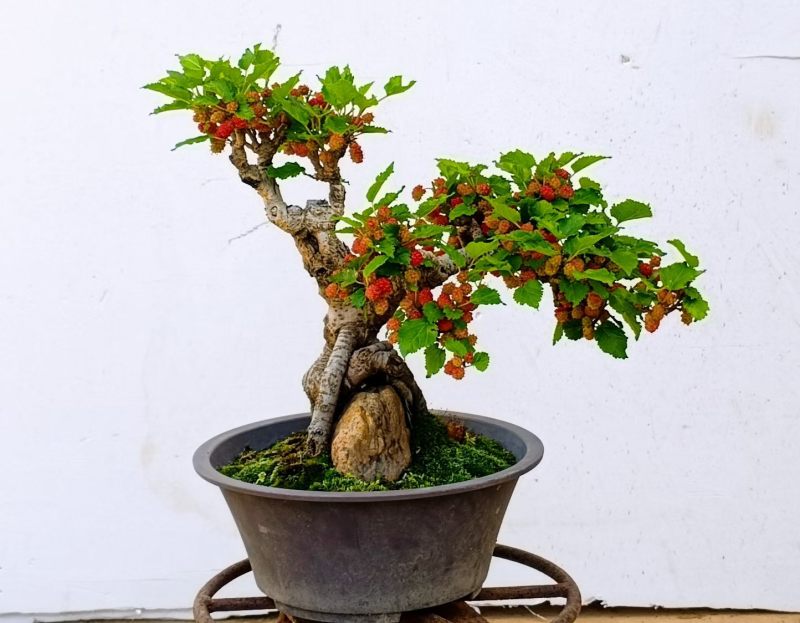 果桑造型