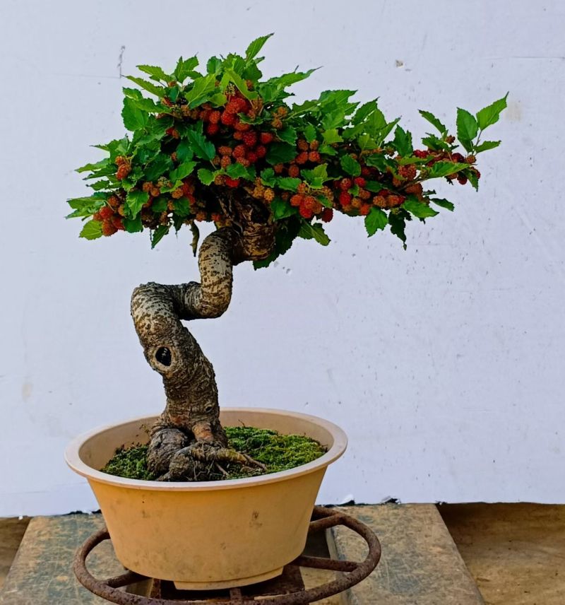 果桑造型