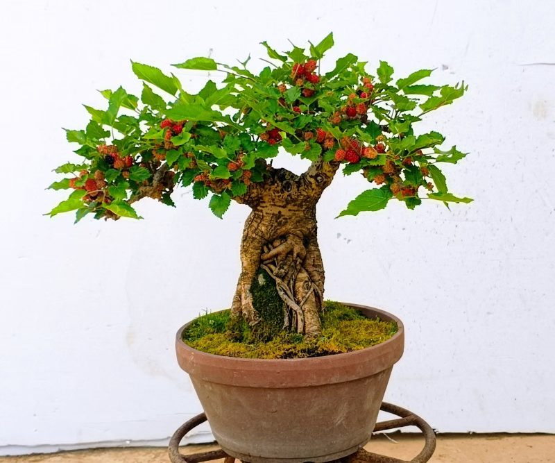 果桑造型