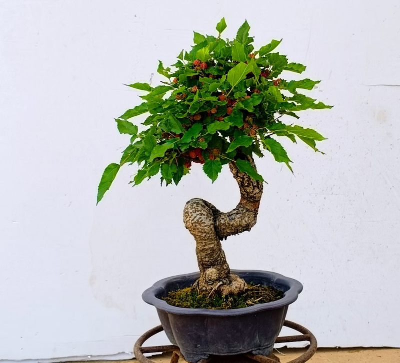 果桑造型