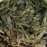 自家高山云雾茶