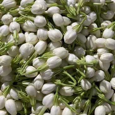 茉莉鲜花新鲜茉莉花香花当天摘当天发货