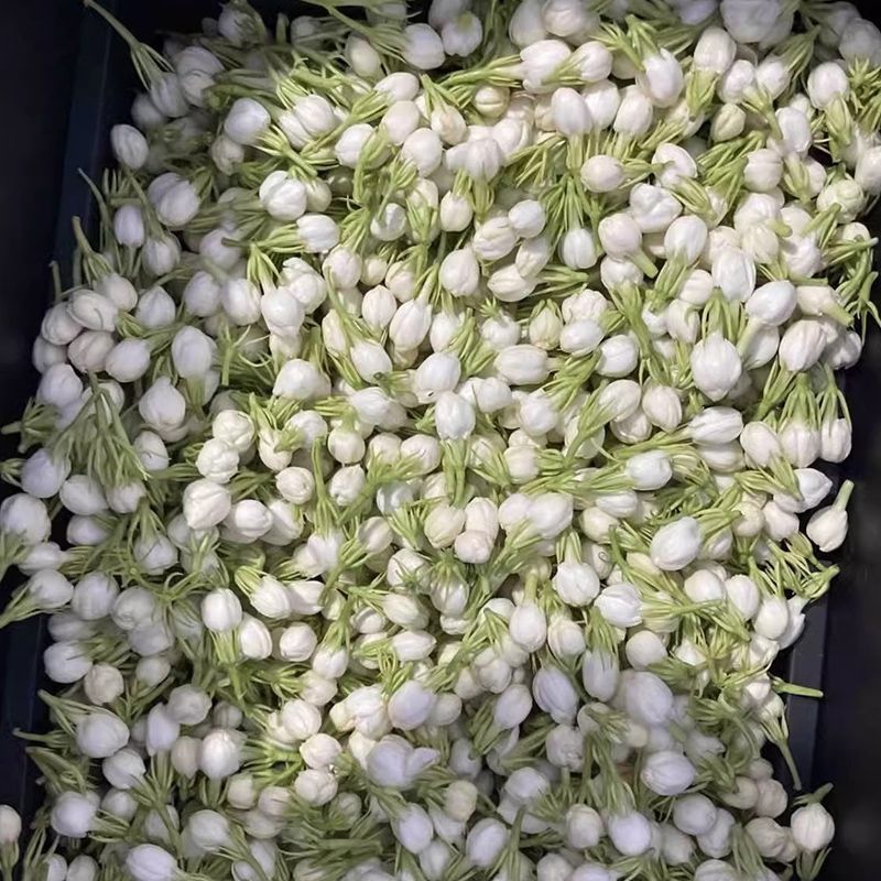 茉莉鲜花新鲜茉莉花香花当天摘当天发货