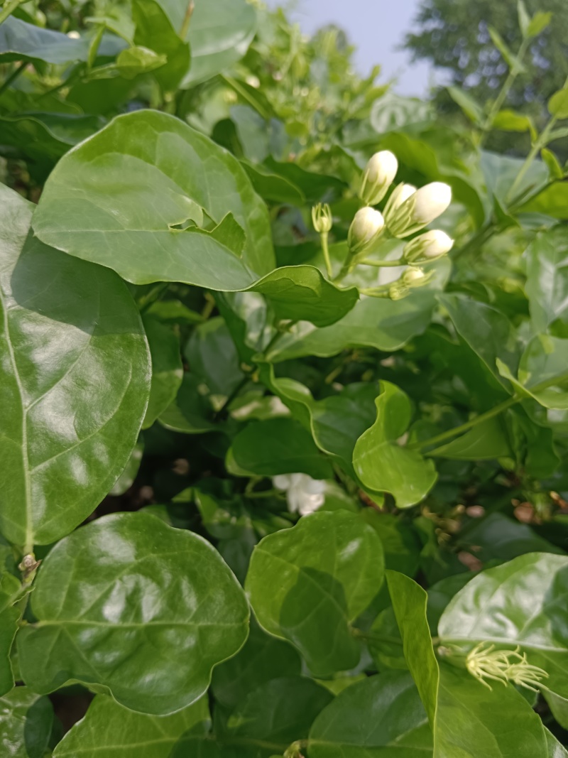 茉莉鲜花新鲜茉莉花香花当天摘当天发货