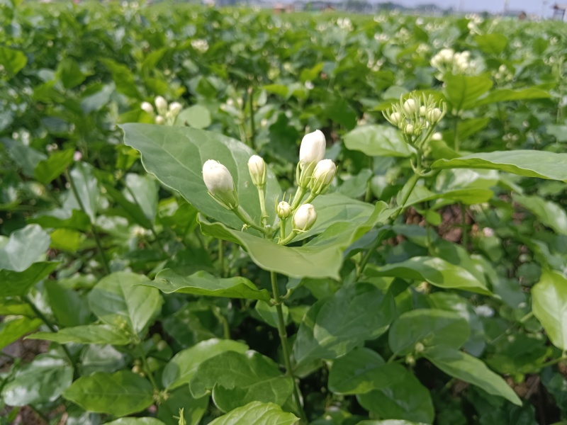 茉莉鲜花新鲜茉莉花香花当天摘当天发货