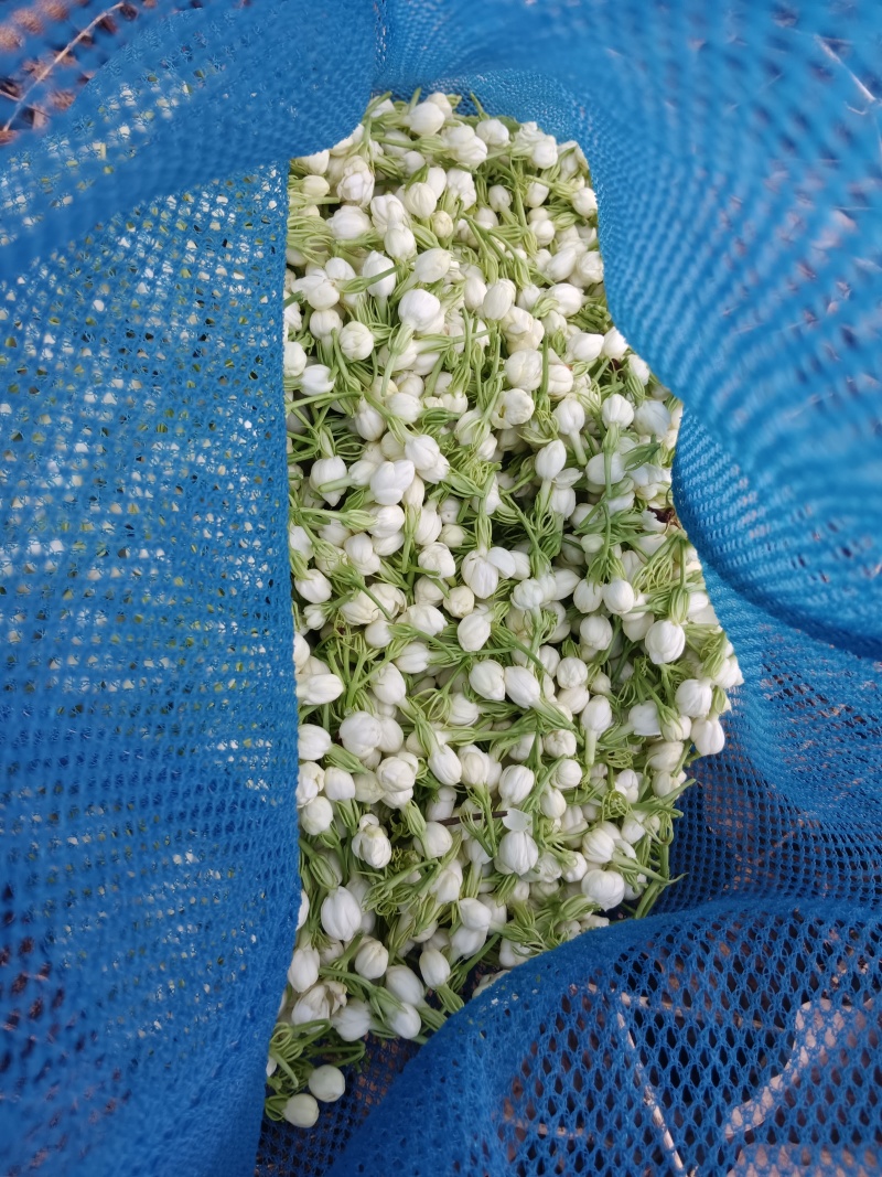 茉莉鲜花新鲜茉莉花香花当天摘当天发货