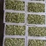 茉莉鲜花新鲜茉莉花香花当天摘当天发货