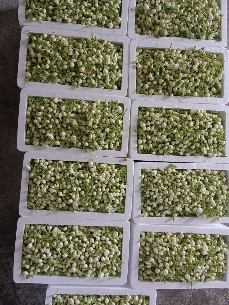 茉莉鲜花新鲜茉莉花香花当天摘当天发货