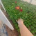 绿化苗木玛格丽特#基地批发#适合庭院花园小区