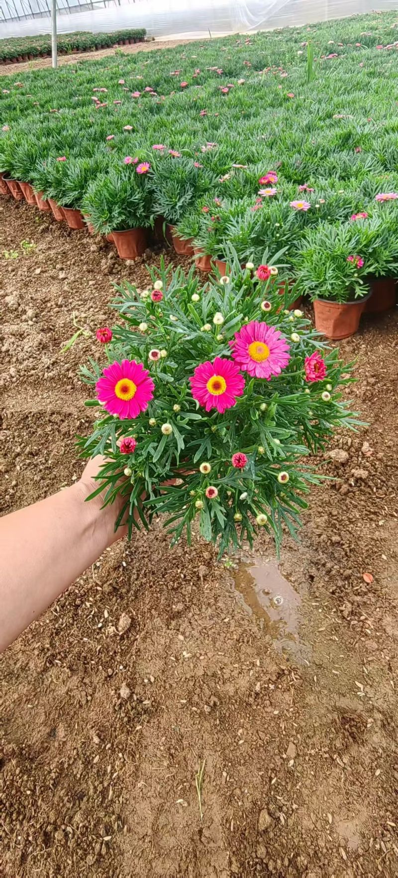 绿化苗木玛格丽特#基地批发#适合庭院花园小区