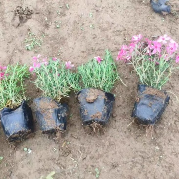 绿化苗木芝樱#基地批发#适合庭院花园小区绿化带两侧