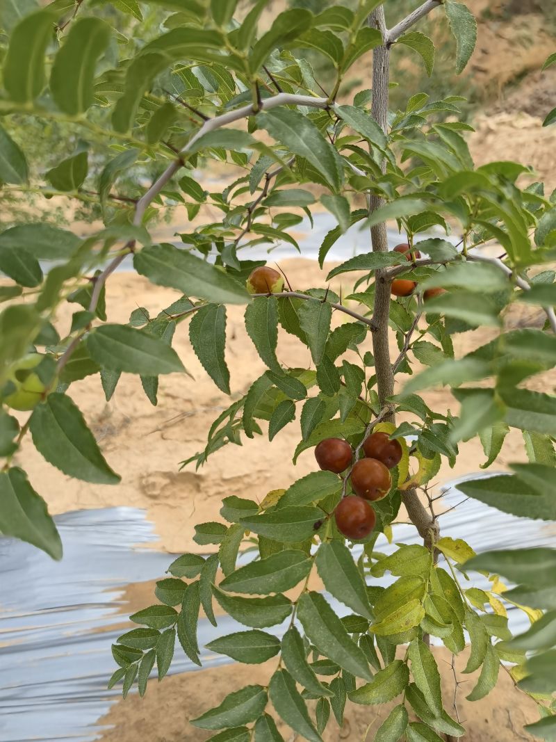 晋3号酸枣苗双仁酸枣苗木培训基地