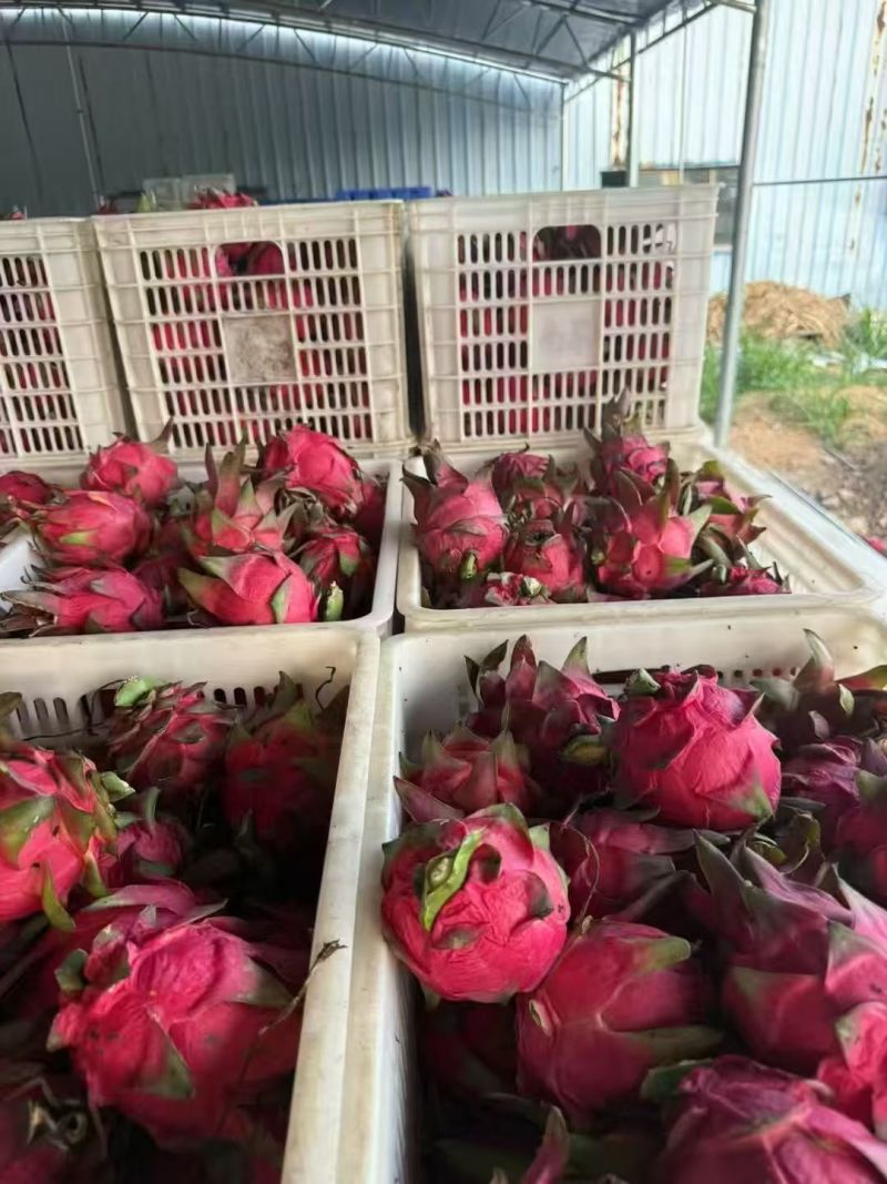 红心火龙果