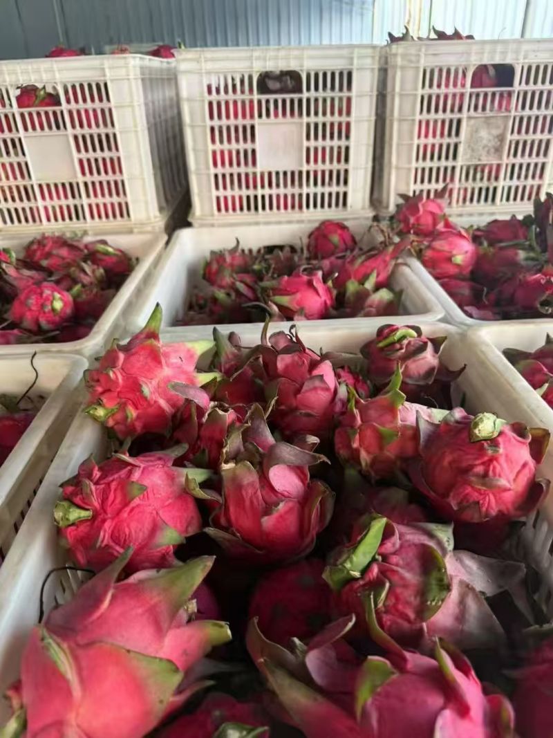 红心火龙果