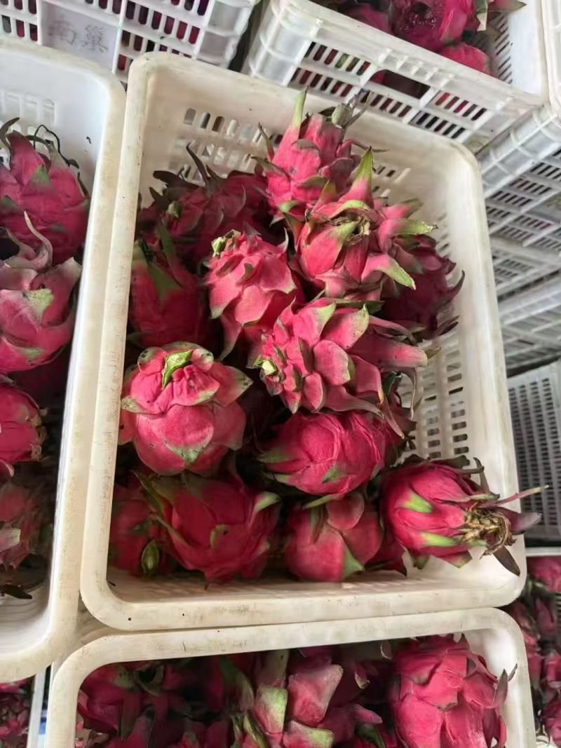 红心火龙果